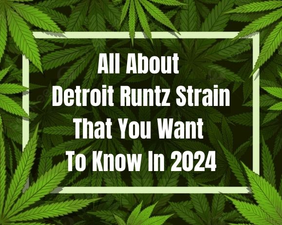 Detroit Runtz Strain