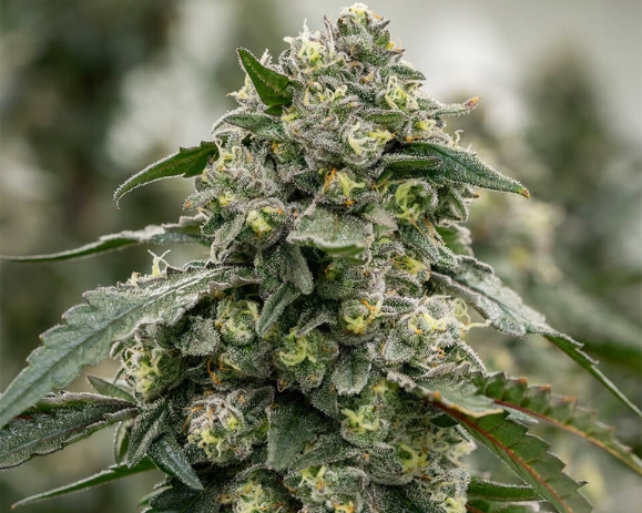 Medical Benefits of the Banana Cannabis Strain