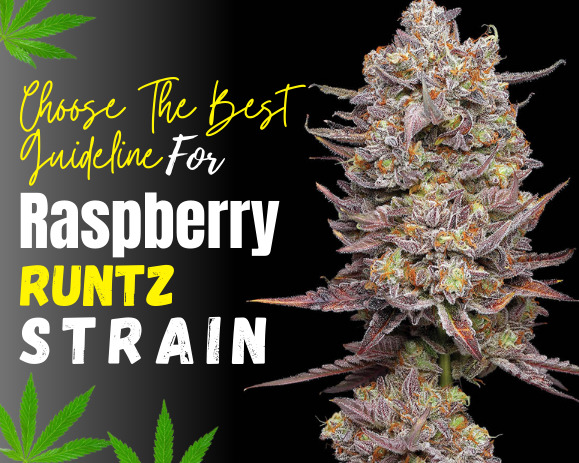 Raspberry Runtz Strain- weed