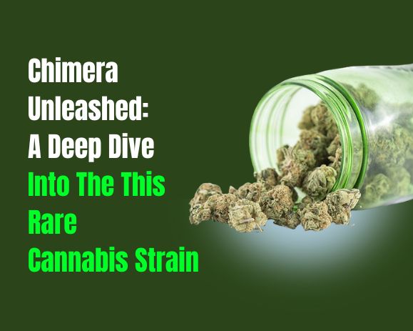 Chimera Strain Weed