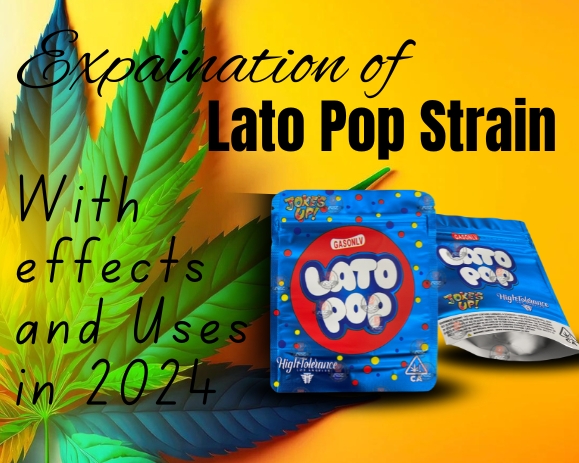 lato pop strain