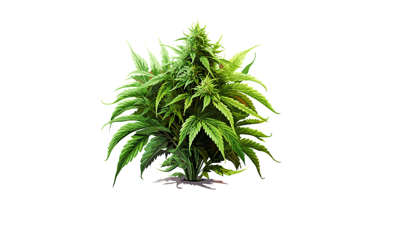 Cannabis Flowers- The Green Weed