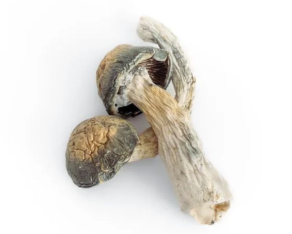 Thrasher Mushroom Strain