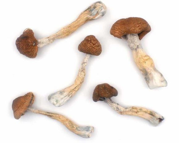 Gills and Stems of thrasher mushroom strain