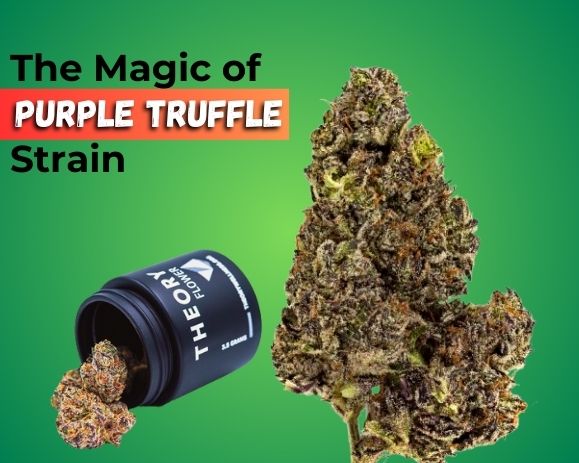 Purple Truffles Strain