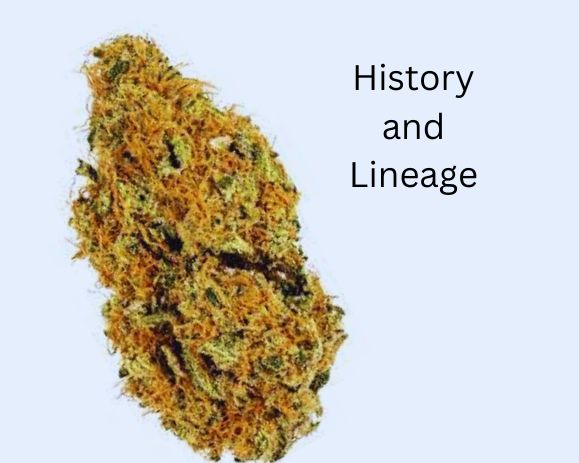 History and Lineage Of Sunrise cannabis strain